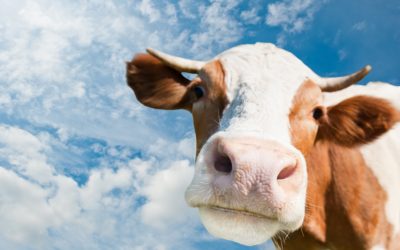 Pasteurisierte Vollmilch aus der Region
