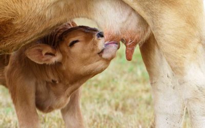 Altmelkende Milch