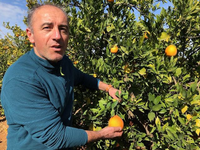 Bio-Orangen Produktion in Spanien